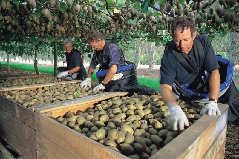 Kiwi Farm Jobs In New Zealand